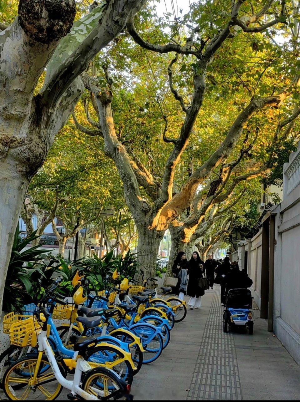 林荫道旁的树叶泛着暖黄色调，斜阳洒落时，树影与光影交织，为城市肌理注入诗意。生活