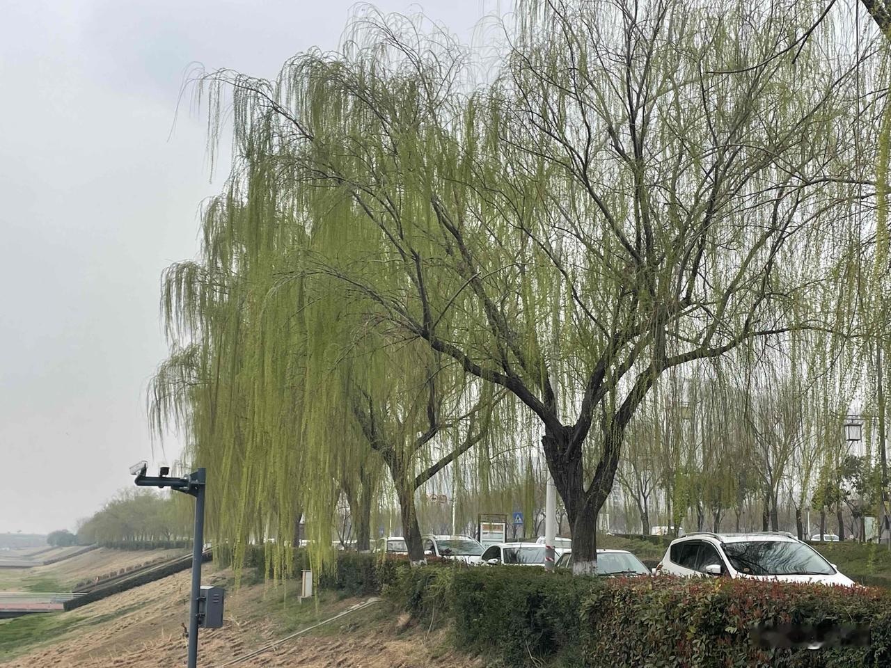 【七律•依依杨柳靓无边】
依依杨柳靓无边，轻钓清波碧线千。
绿眼娇娇如点水，柔枝