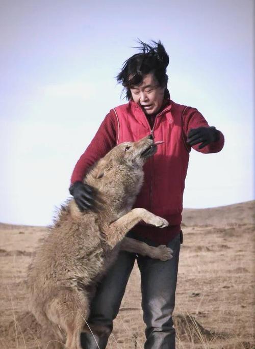 观《重返狼群》泪目 野性与温情的灵魂叩击
 
一部纪录片，道尽生命与自由的真谛。