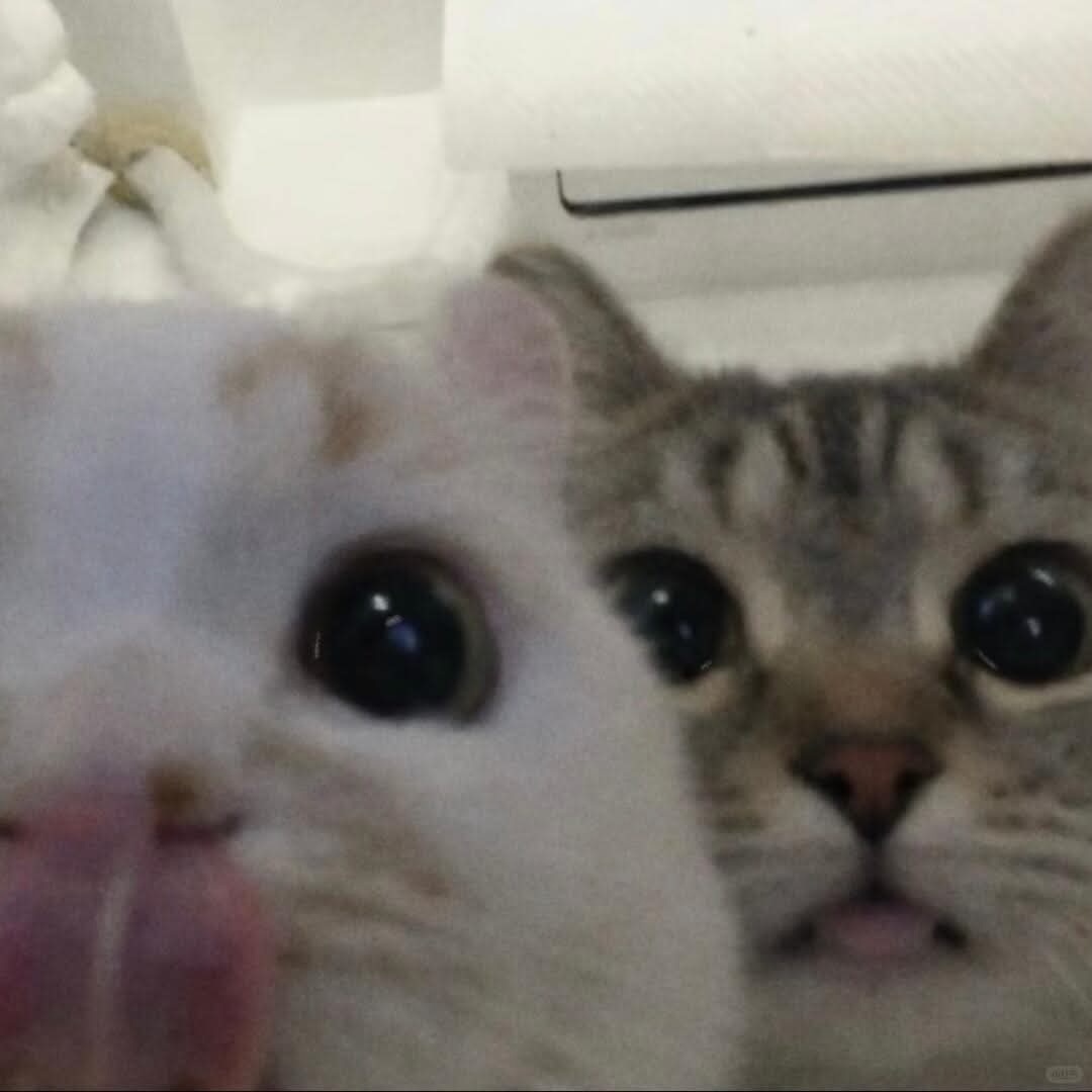 啊 小咪 