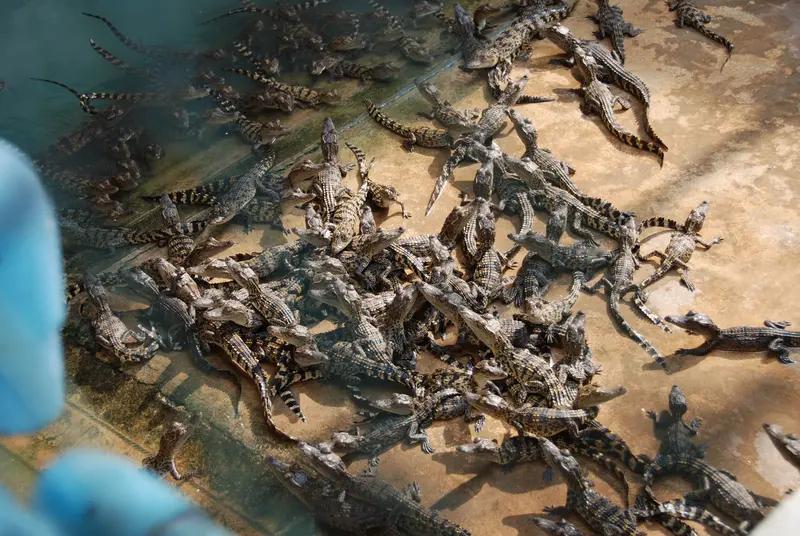 2月2日，山东德州一酒店出大事了！一条二三十斤、长约2米的人工养殖鳄鱼，连续两晚