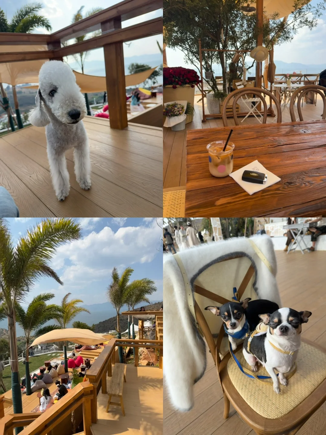 昆明|带小狗去山顶看海