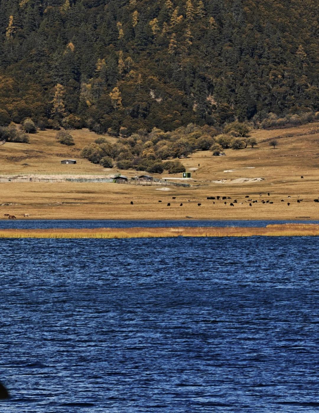 普达措国家公园｜攻略版
普达措的深秋好像油画
洁净的蓝 浓郁的黄
在森林最深处的