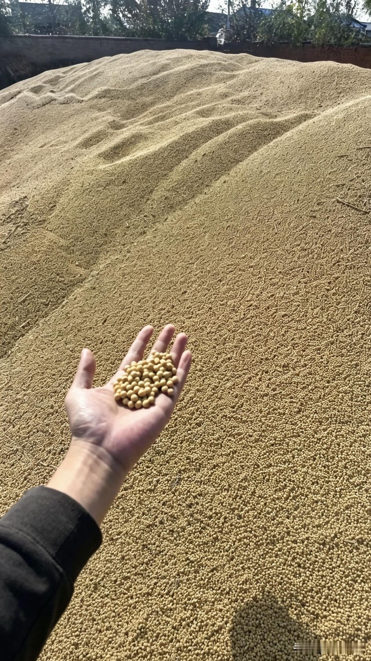 【唯道心语】一万斤粮食：才能换一部手机

今早，有道友私信于我，问我一个问题：“