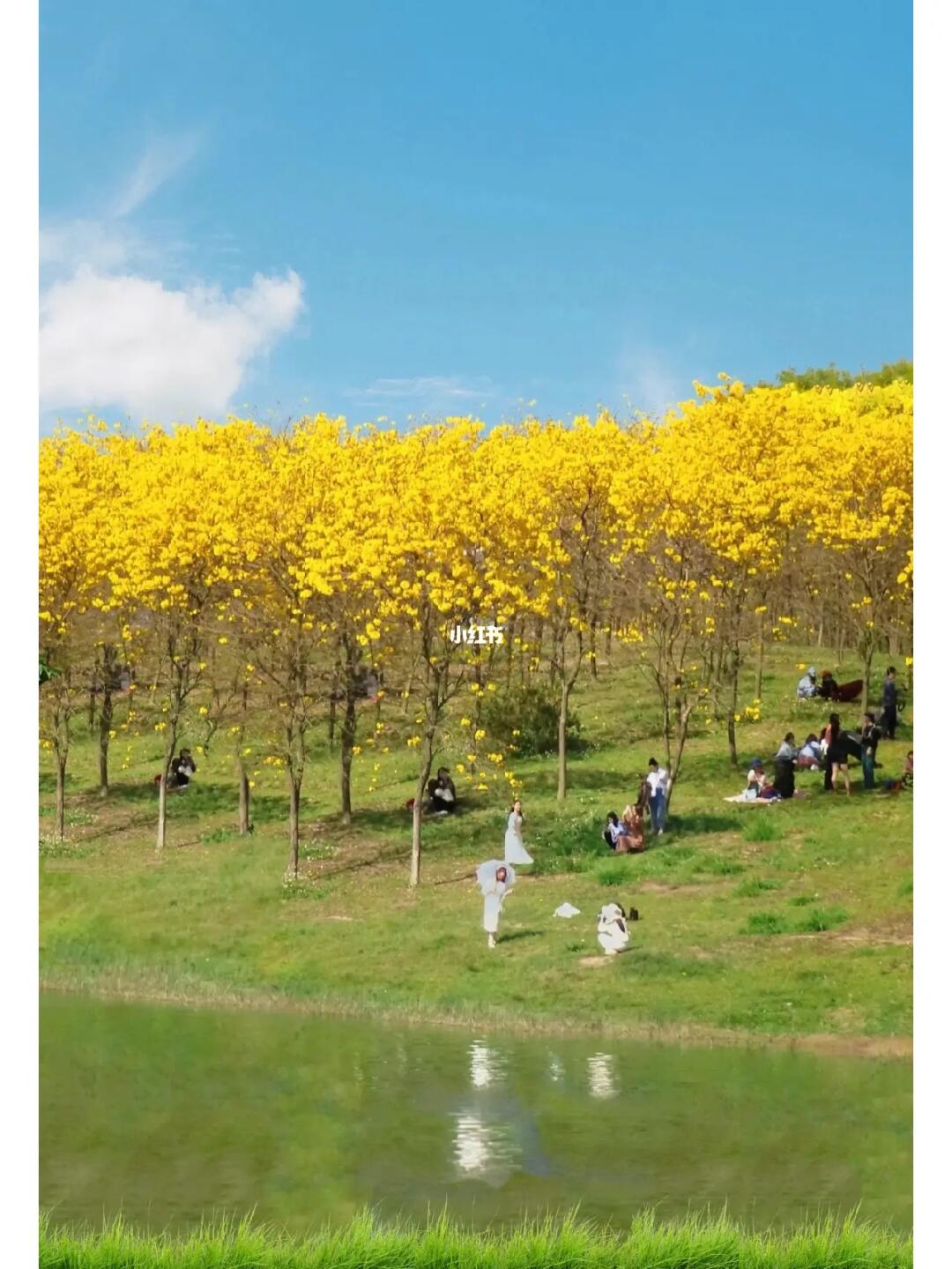 快去❗️东莞200亩的风铃花好看到让人窒息