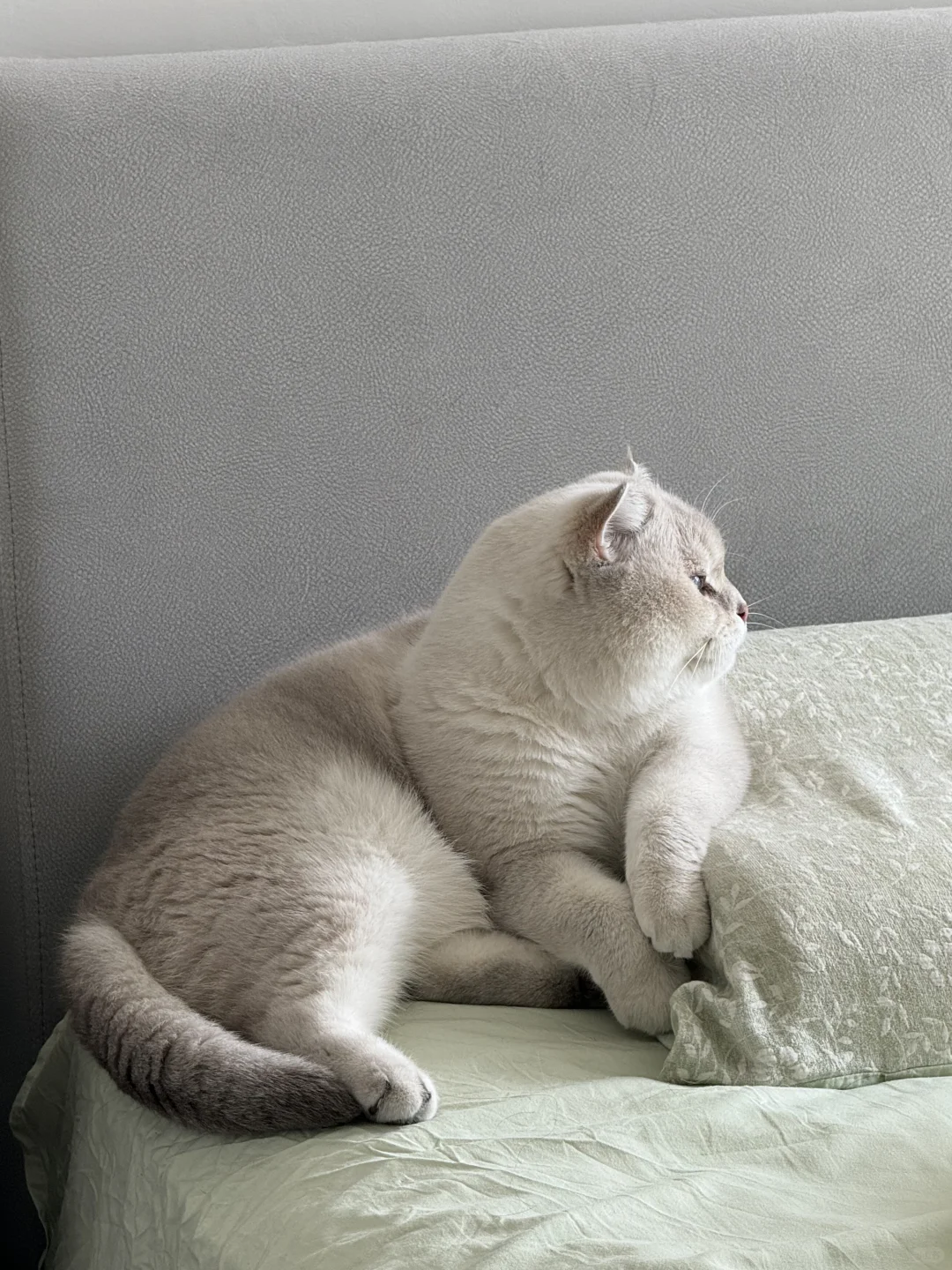 今天天气不太好，但是壮壮早上好