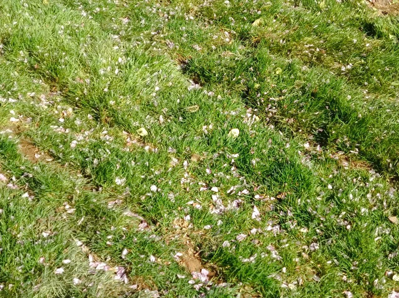 花开花落