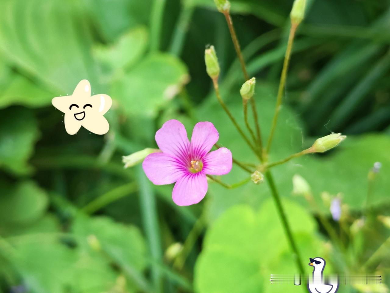 真心话茶局