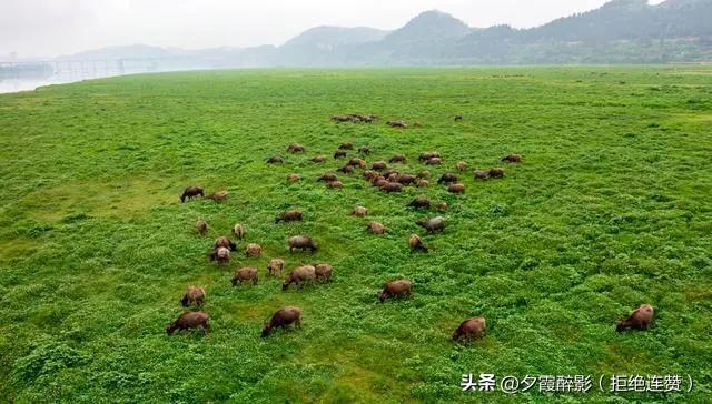 百牛渡江火了，蓬安这个村直接翻身！
 
谁能想到，一群牛渡江，把我们整个村子都渡