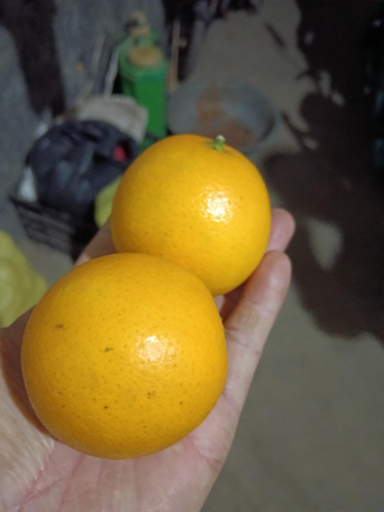 湖南永兴冰糖橙，自己家种的，本来自己出吃的，但今年丰收了。不到一亩苗产了1000