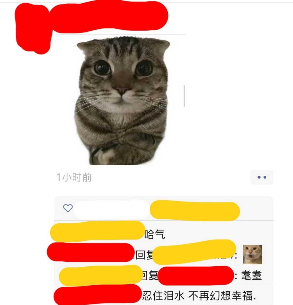 红♂黄♀，brO和爱brO妹又发力了，哈气梗到底好玩在哪 ​​​