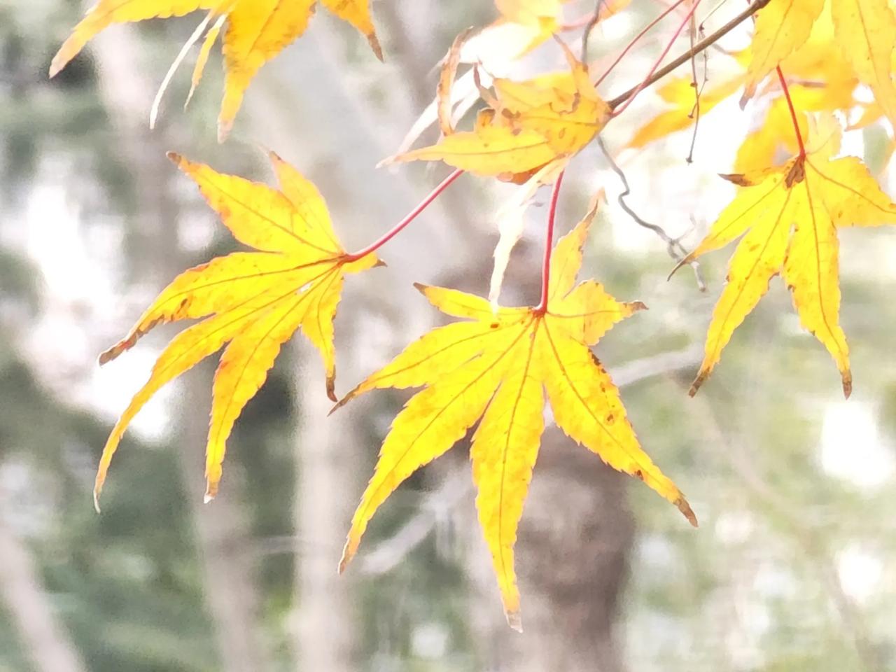 黄黄的枫叶