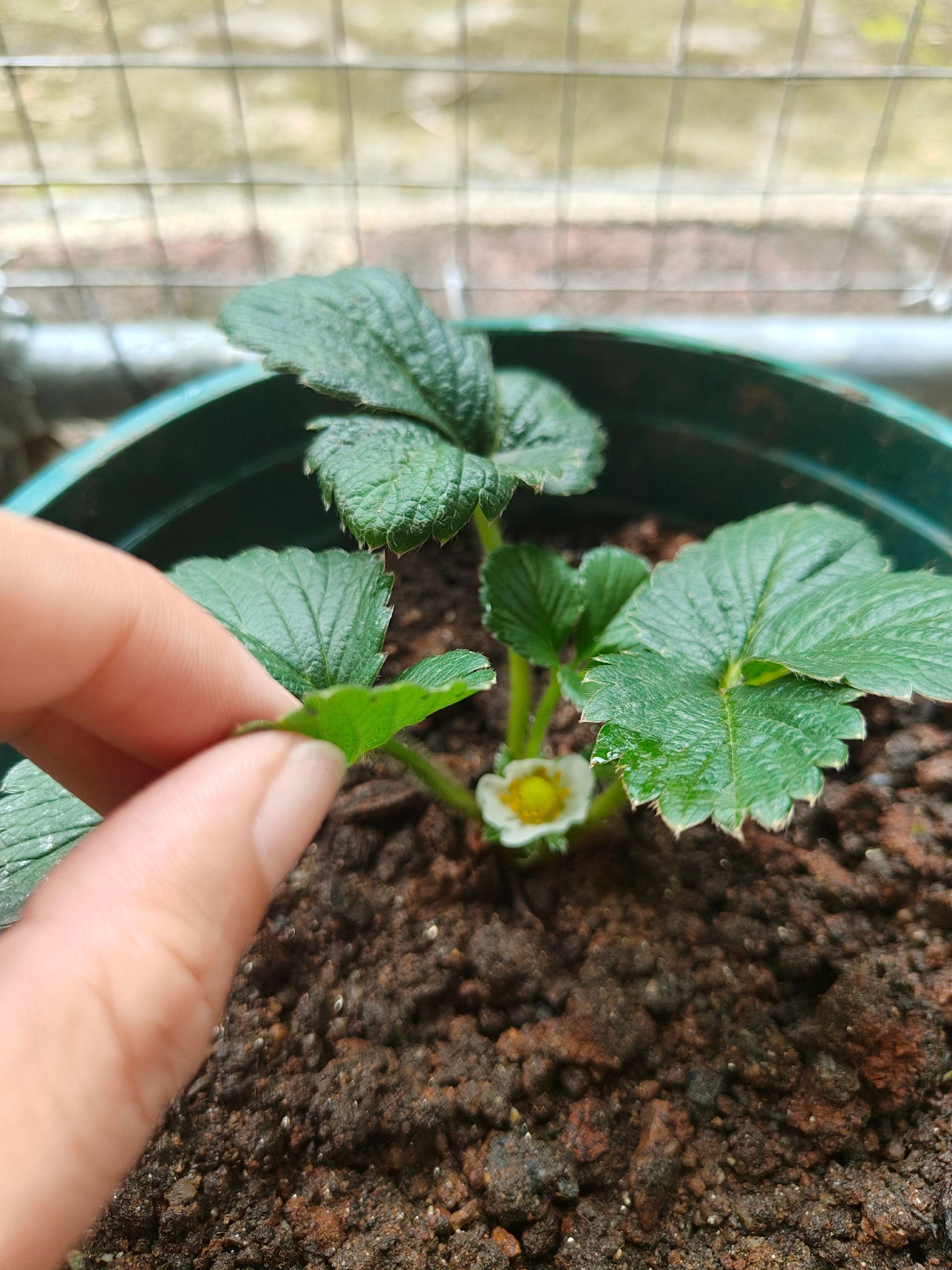 草莓苗。种了半个月，是所谓的伏地魔吗？