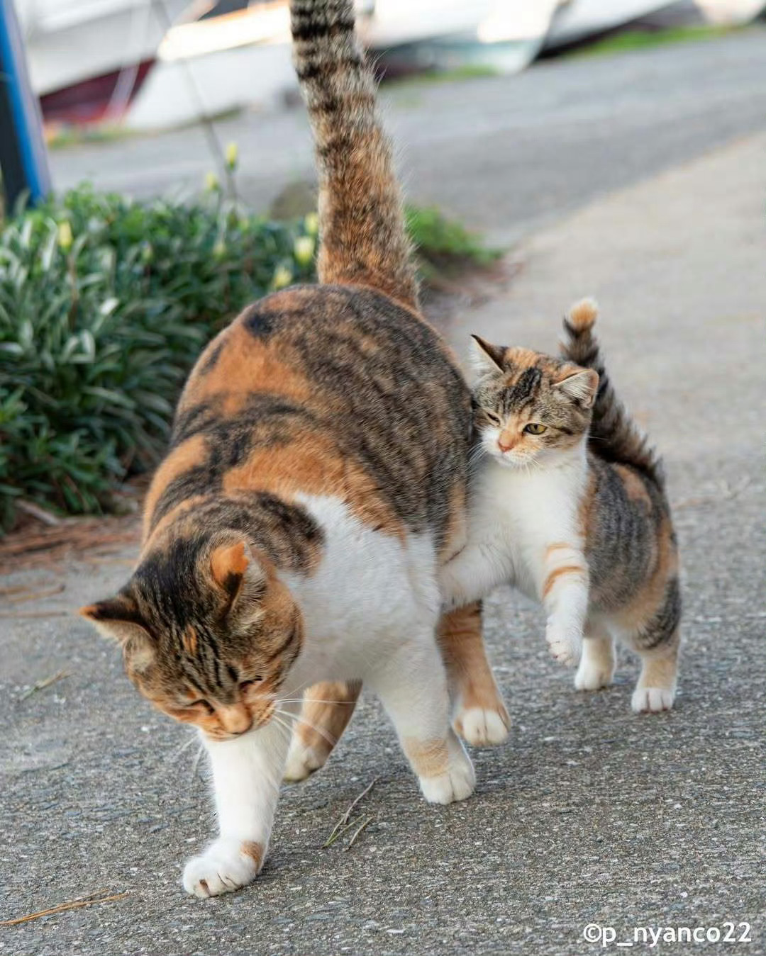 小猫走两步就闹着让妈妈抱[抱一抱] ​ ​​​