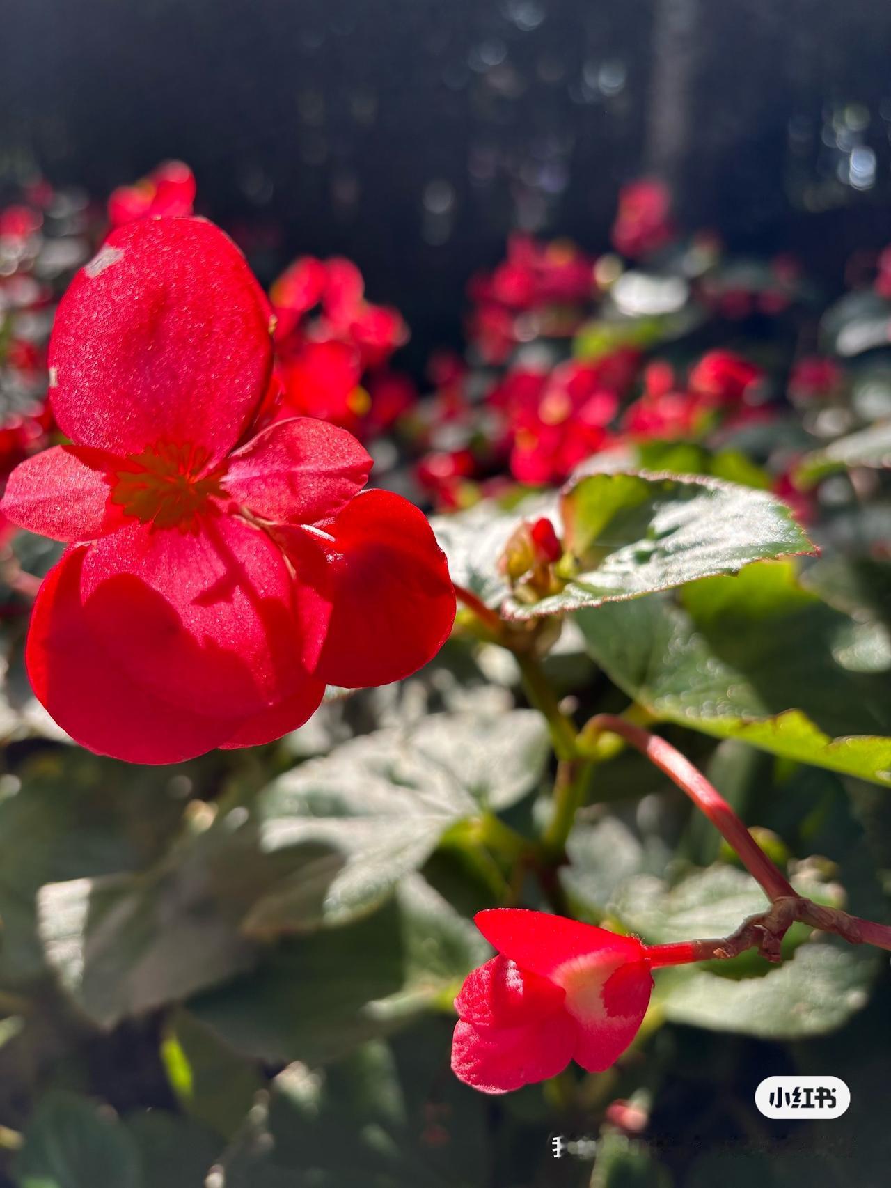 初冬的北方大地
还有如此美丽迷人的花朵
可惜我不知道它的名字
它就在路边的花坛里