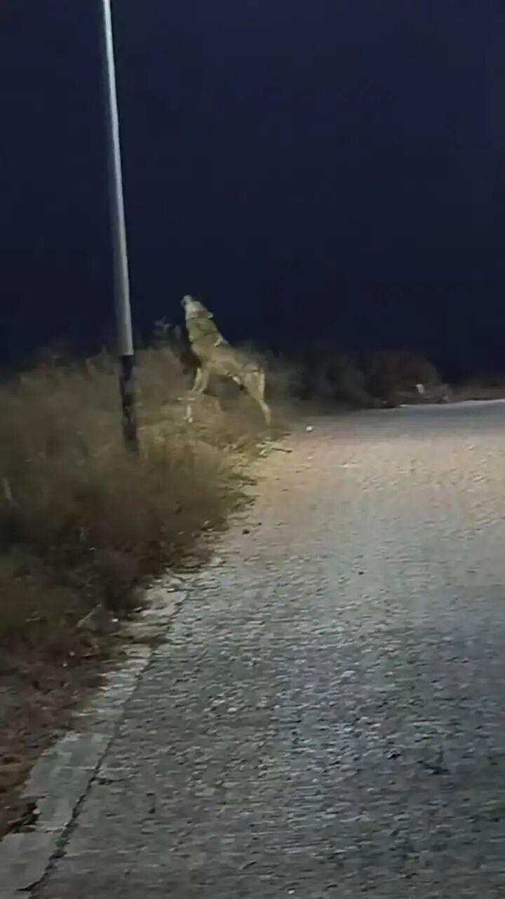 11月28日晚，有网友发视频称，她在陕西省榆林市香水村路边发现一只大型犬科动物，