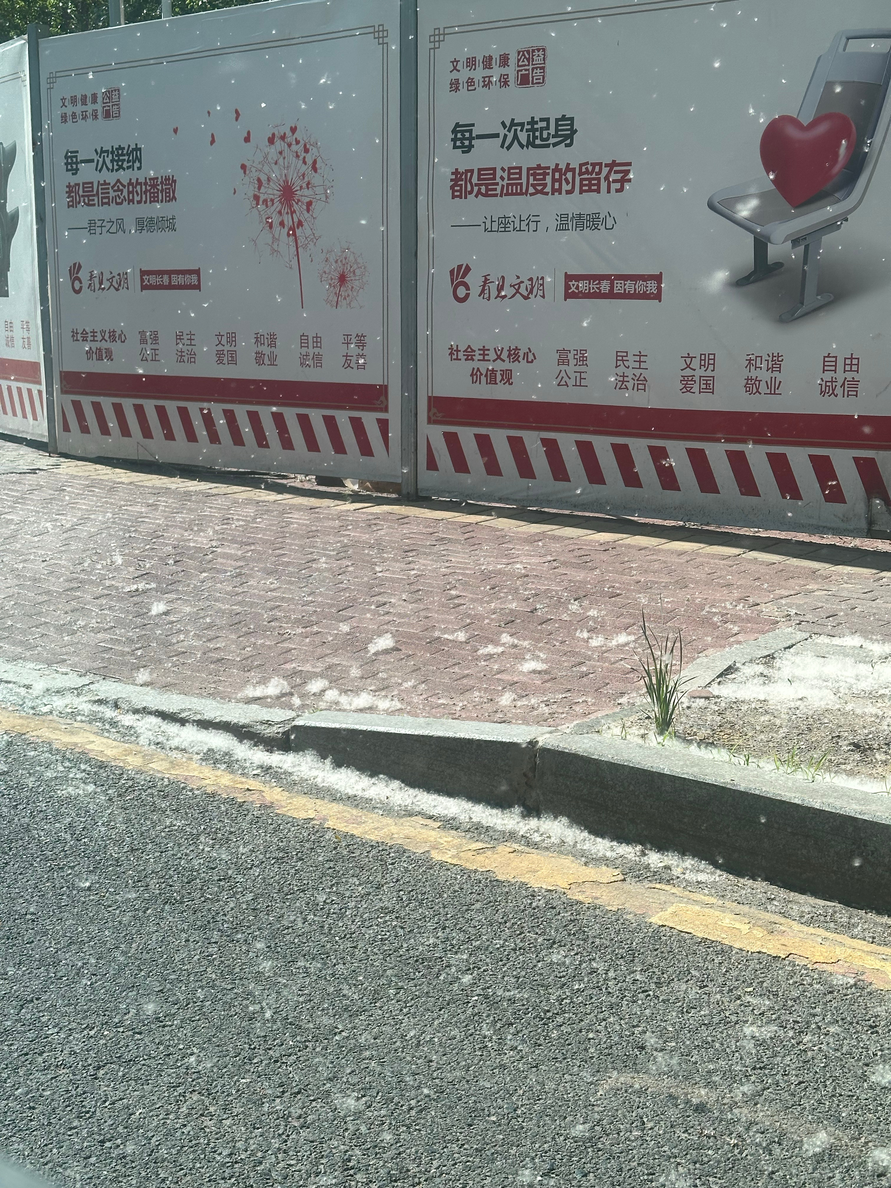 这柳絮多的随机吓死一个鼻炎患者。 