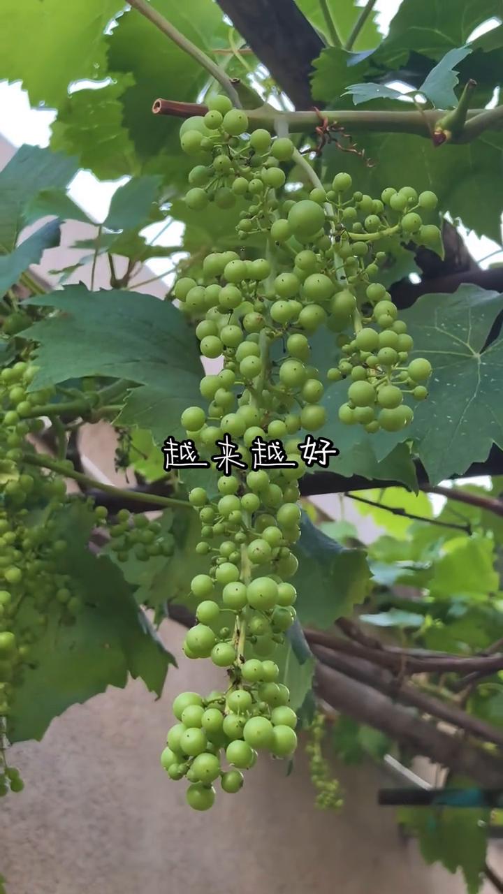 越来越好。