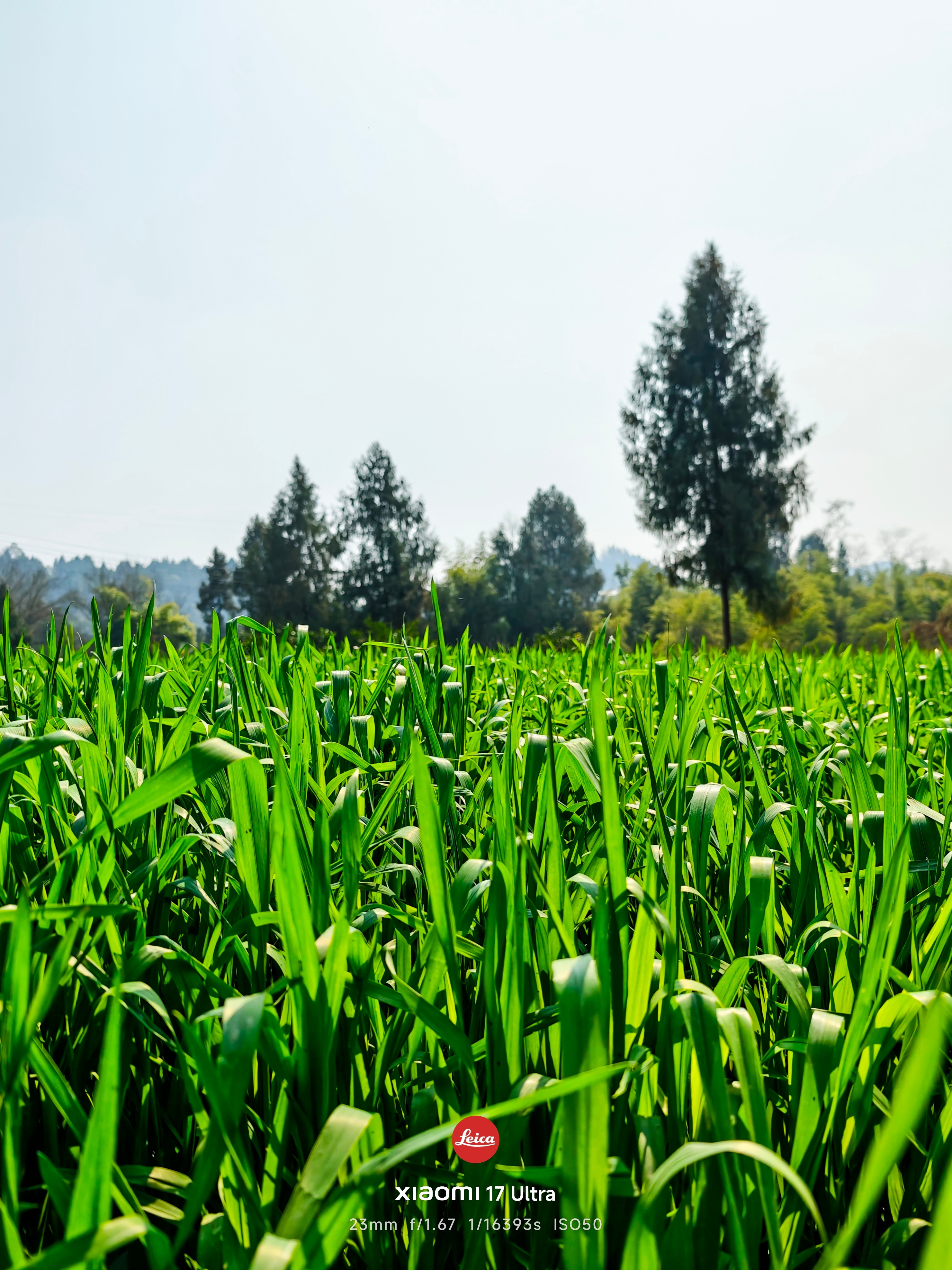 给大家看看南方的冬天