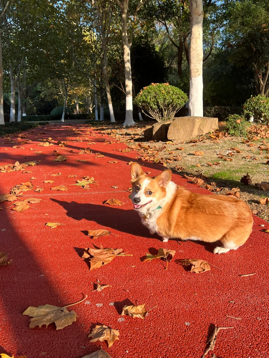 饭团来送🧧啦~