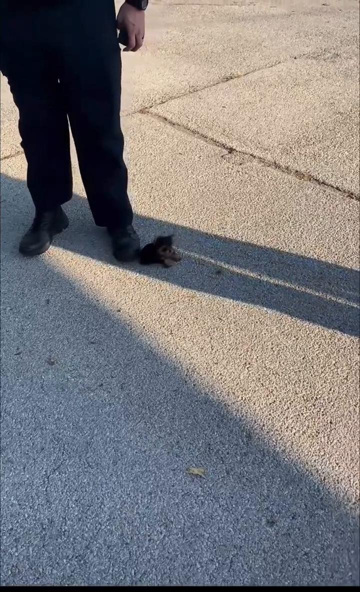 我女儿会立刻尝试把这小玩意偷走，直接装口袋里就能带走了。