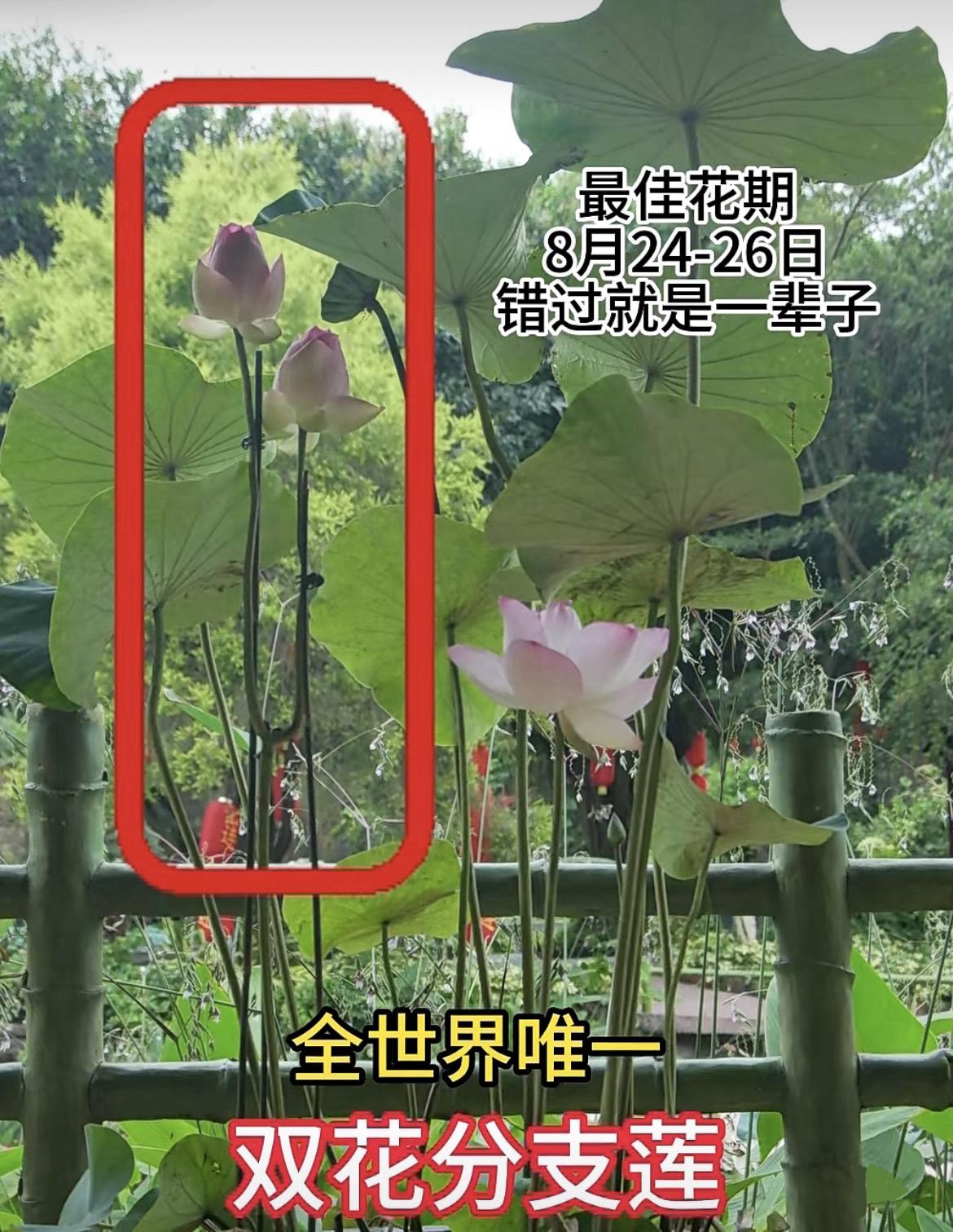 我的今日状态：😁轻松愉快
我这里的天气：🌤️多云
广州莲花山惊现罕见珍稀高阶