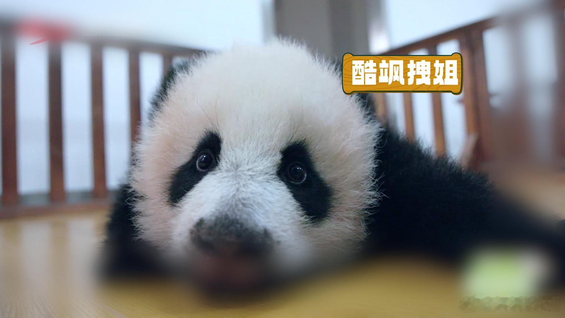 在成都看福凤双胞胎的团圆路 茁壮成长的路上，虽然有些小磨难，但是一直都有人陪伴着