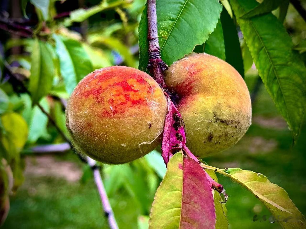 挑起生活的芬芳
             （原创）


风吹不落
时光的胎记
借