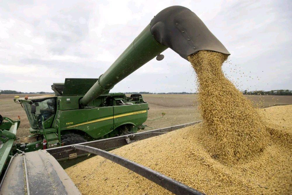 中国手中的“王牌”越来越多啦，就说大豆这事儿。以往，美国农民到了收获季那是满心欢