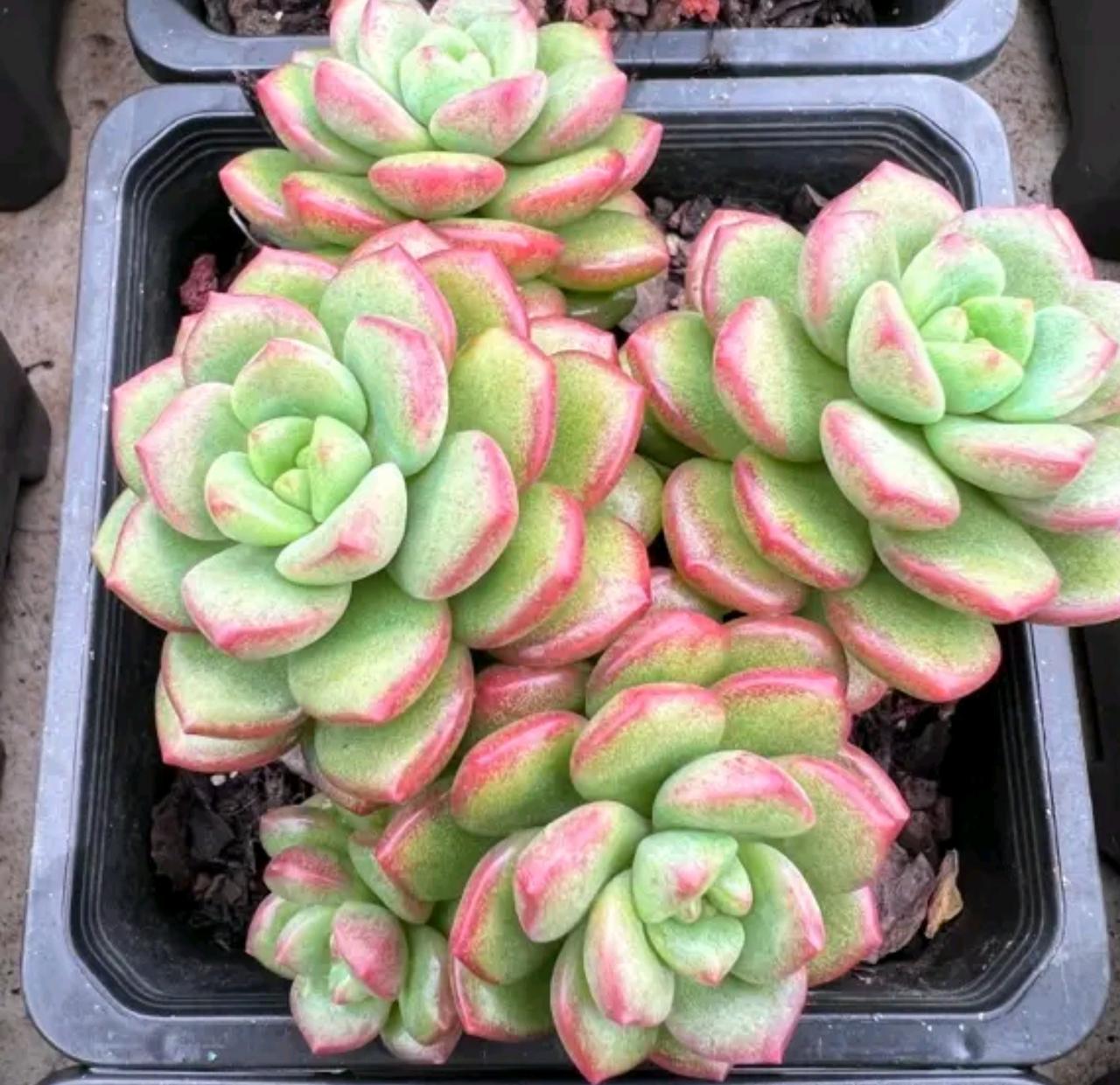 想等就等呗，买卖自由，去留随意，最好的就是股市了，一切都是自愿，赚了是自己的亏了