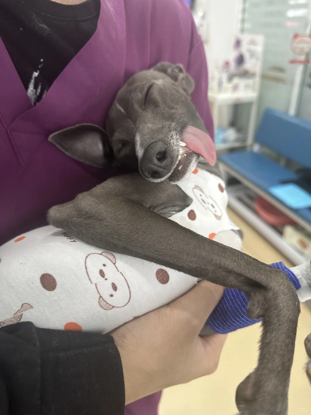 今日豆苗大事件