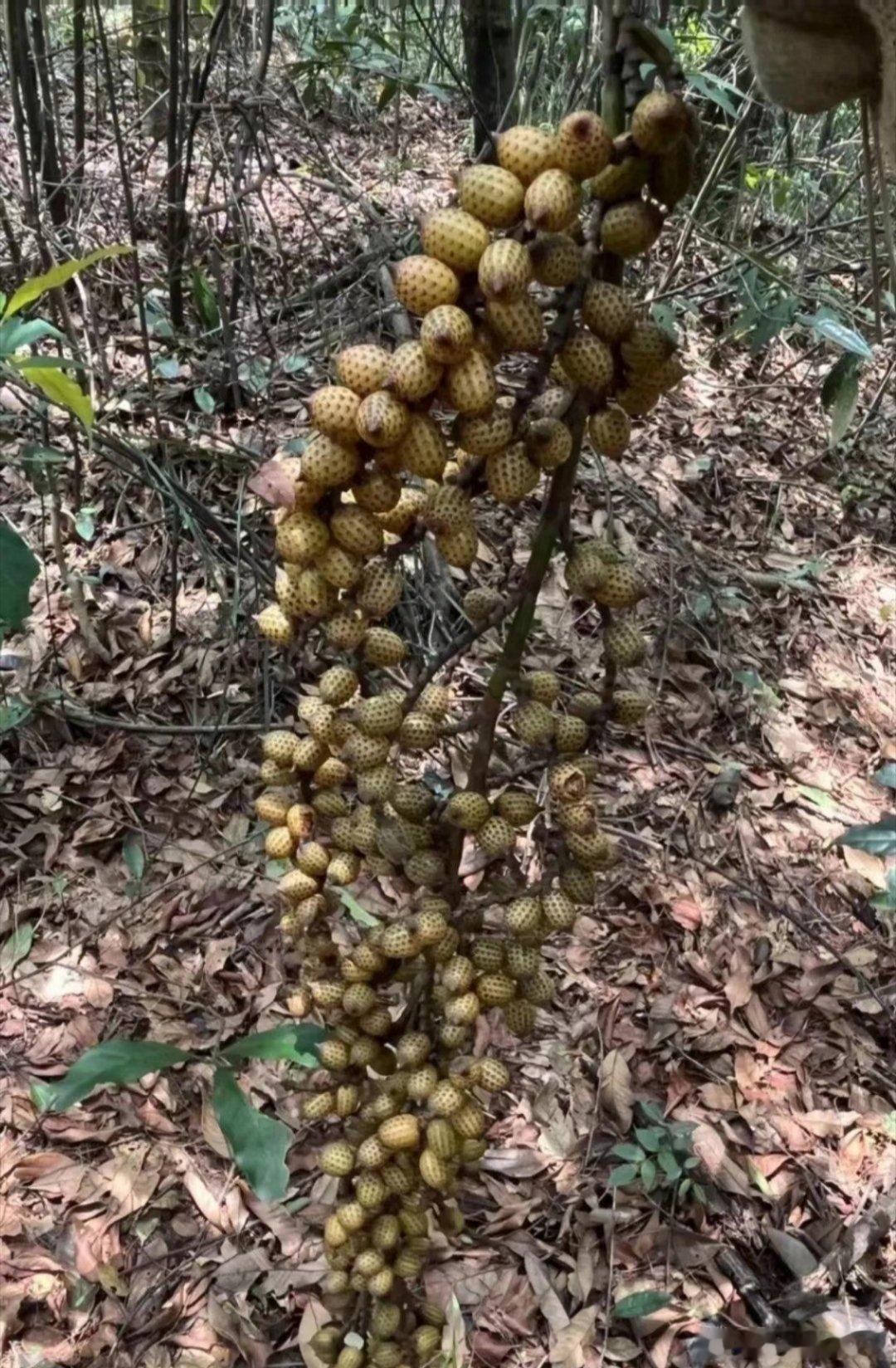 到底是荔枝出了轨，还是松果劈了腿，有不知道这是什么果吗？能吃吗[嘻嘻][嘻嘻] 