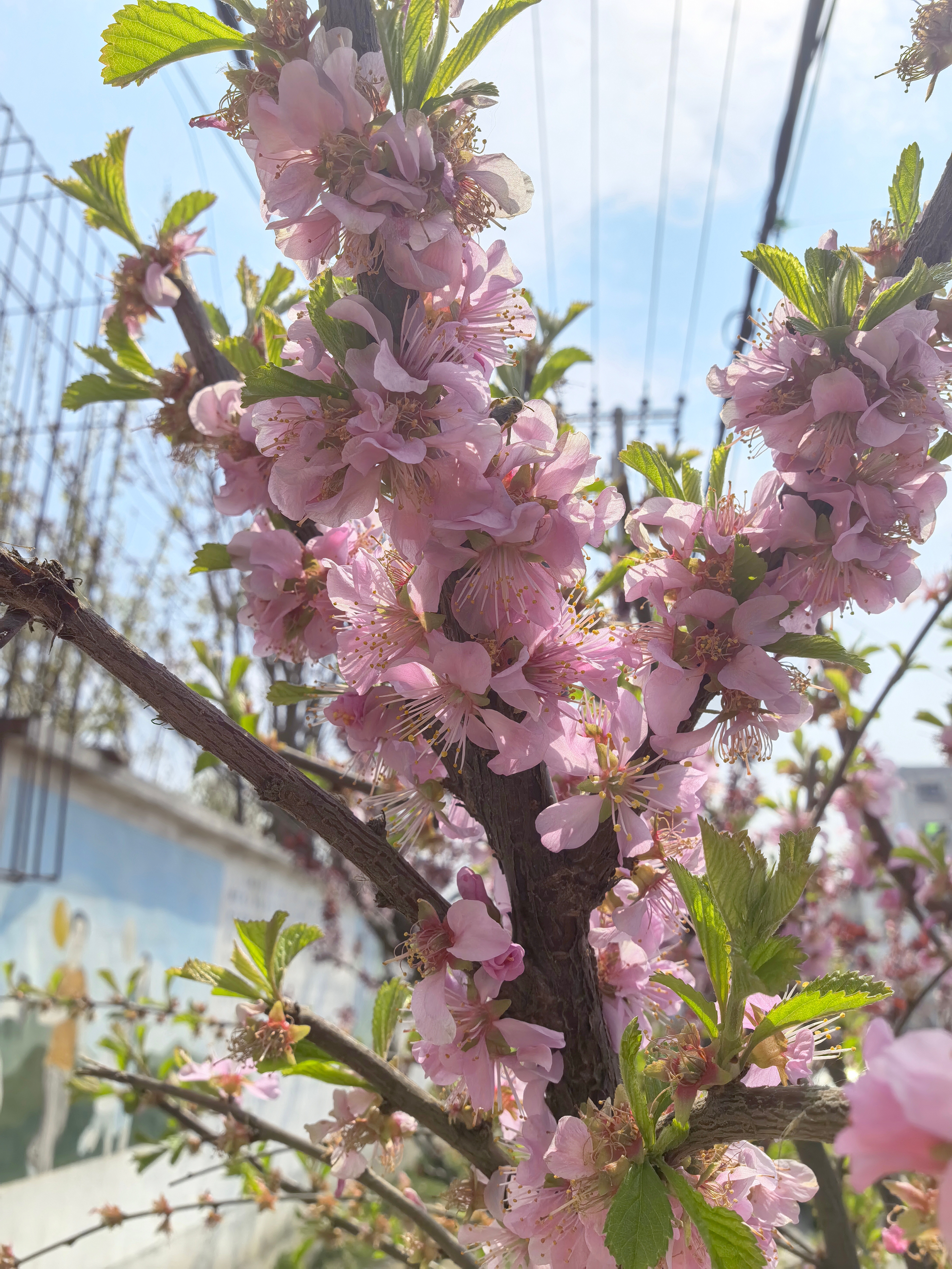 日常 沿途风景真好看，车窗外是流动的画，让镜头定格这一瞬间记录一下美丽的时刻~ 