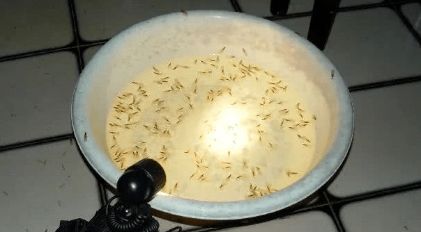 【白蚁分家，分到我家来了？】近日天气潮湿闷热，#上海白蚁# 漫天飞舞！白蚁分飞通