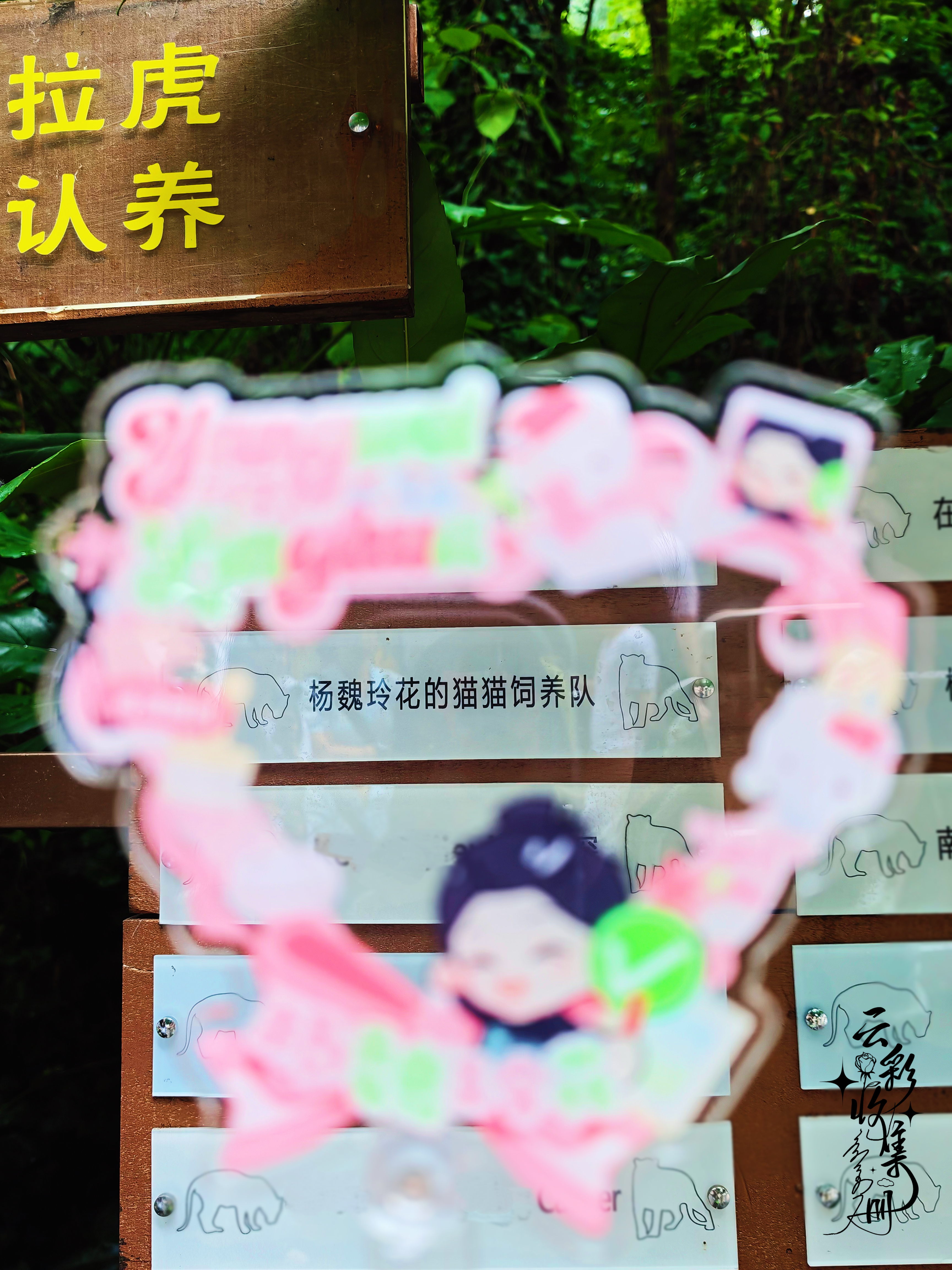 跟随的脚步来到金陵南京，专程来看望去年生日和花粉们一同领养的孟加拉虎汪小白汪小白