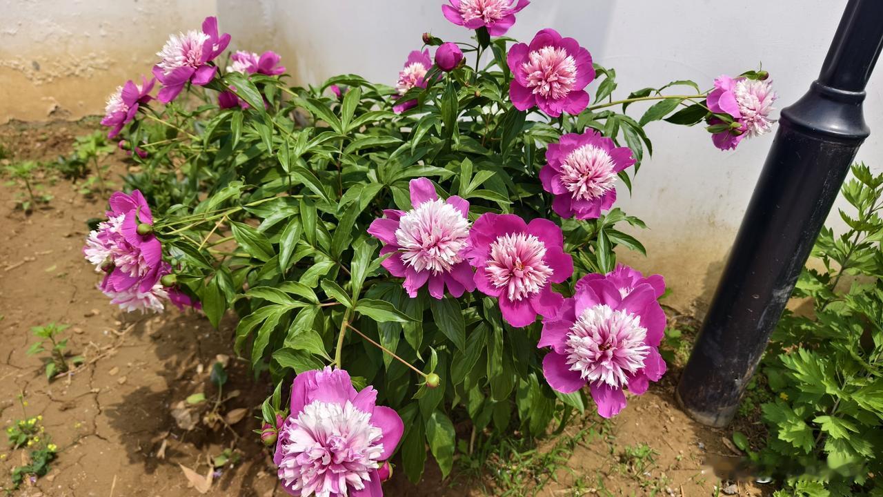 晒花了！今年的芍药花漂亮啊！
图一，邻居家的，中心的花瓣与外层色型分明，最招人稀