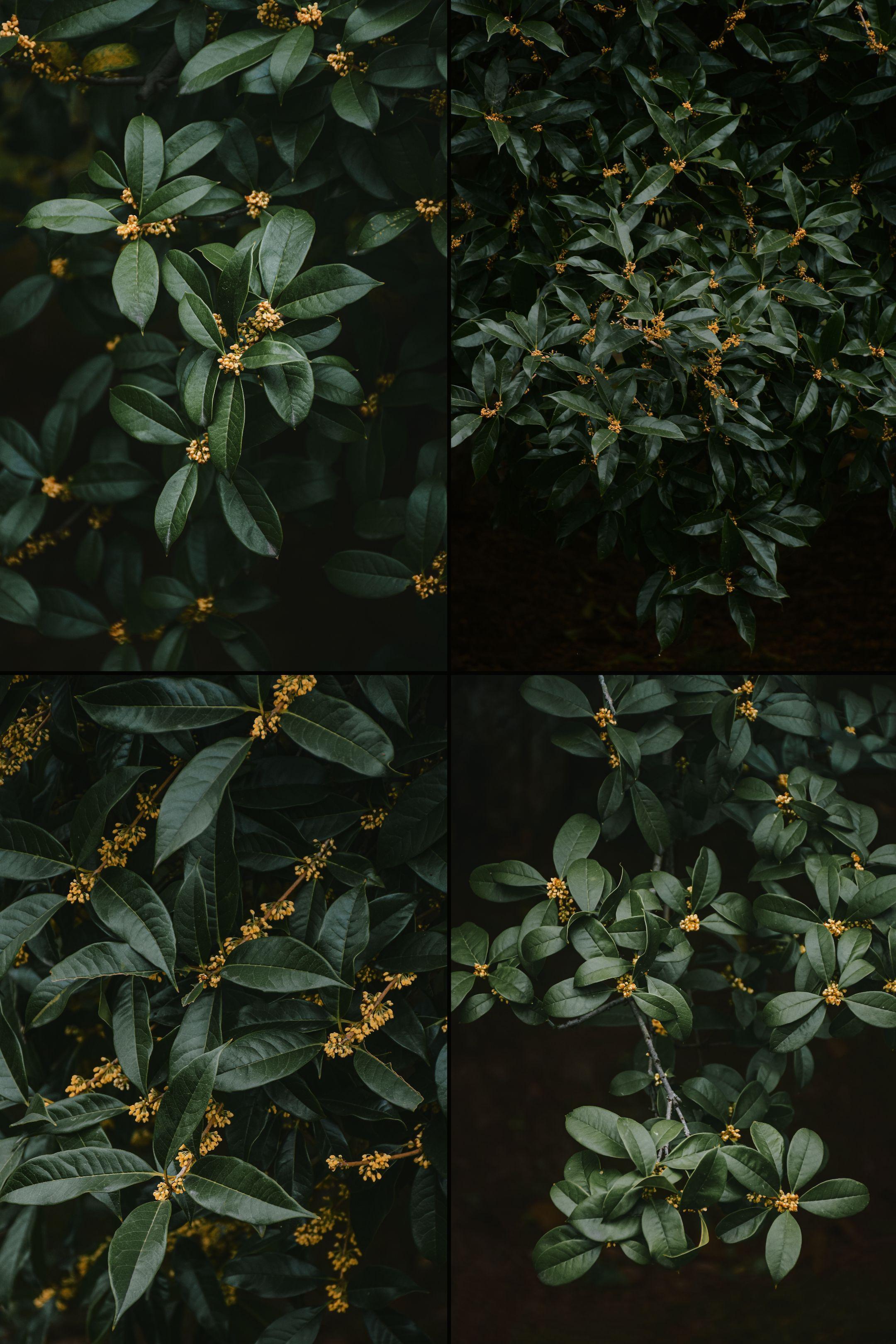 "何事秋风悲画扇"