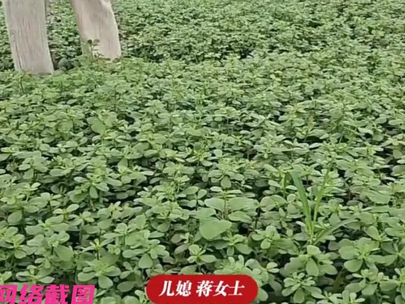 山东菏泽有老人因身体健康住院，便把家里的蔬菜大棚，交付自己的儿子和儿媳打理。

