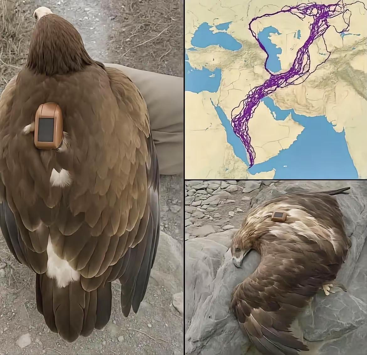 这只鸟做梦也没想到这辈子会为工作劳累而死吧……[泪奔]