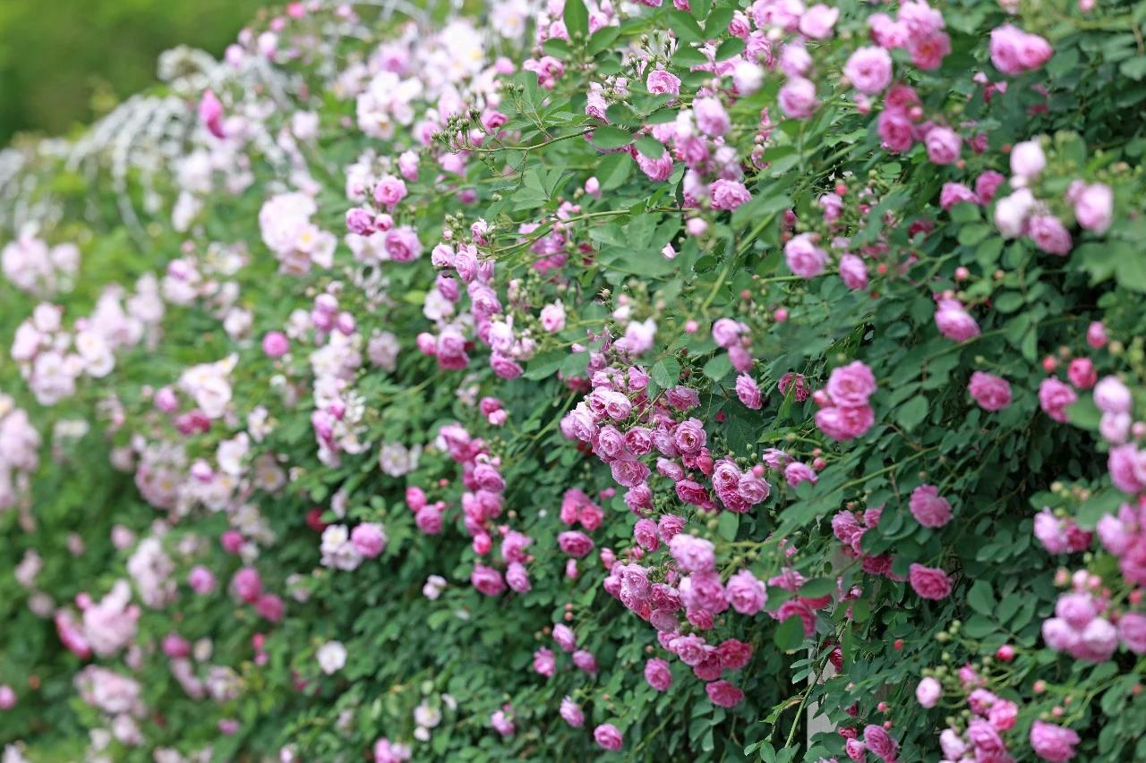 【蔷薇花墙浪漫上线】4月22日，西安电子三路绵延几百米的蔷薇花墙直接把春日氛围感
