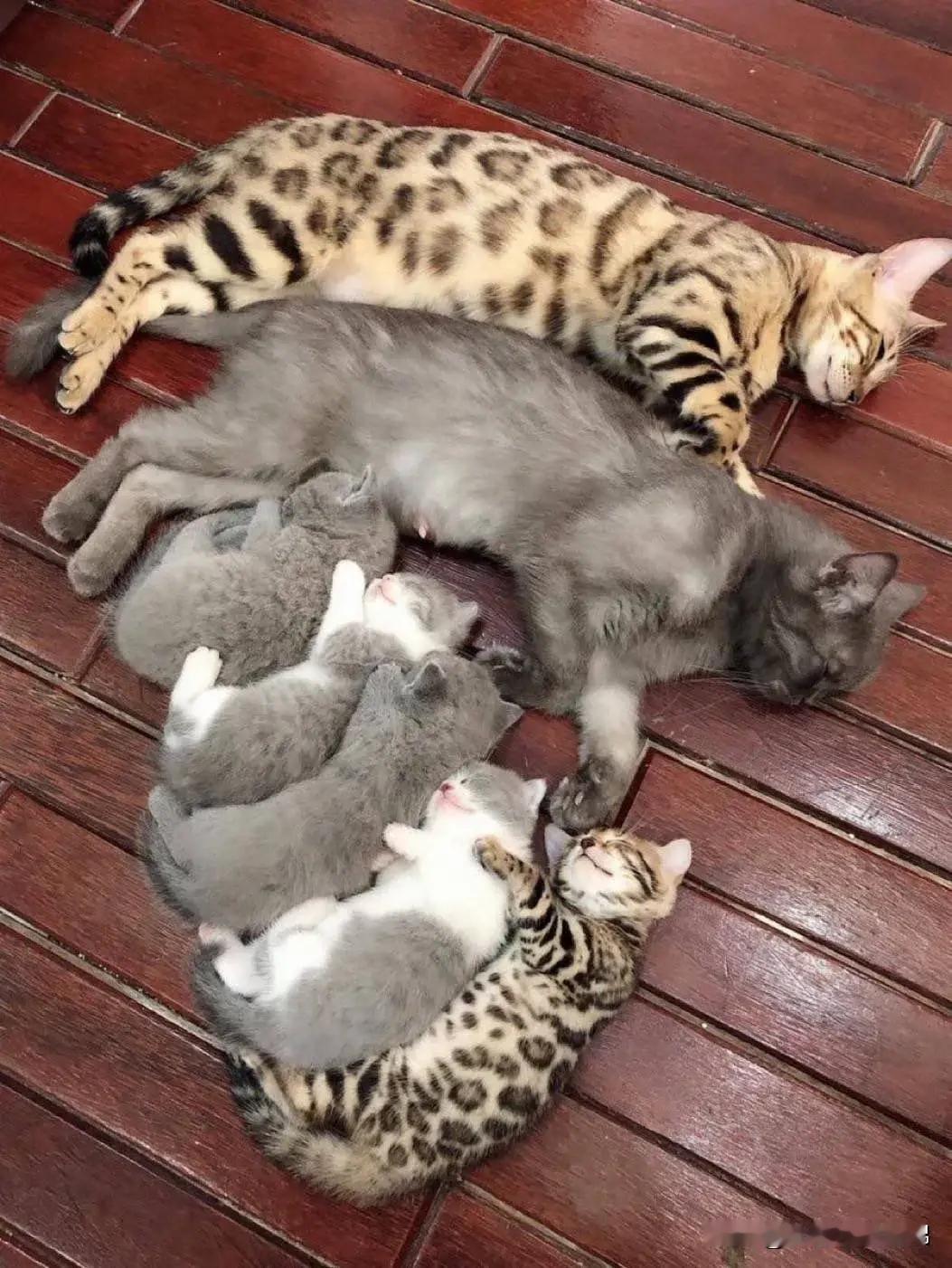 [送心]因为我们是一家人、整整齐齐的一家人💤～#猫咪# ​​​