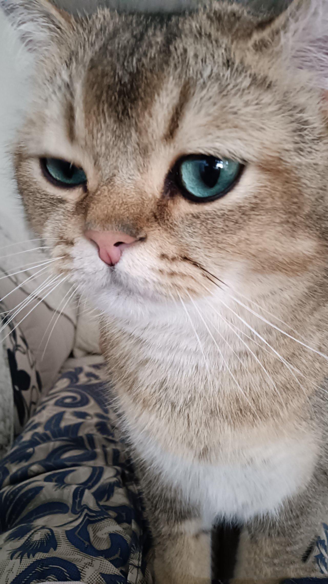 恰似猛猫一枚……