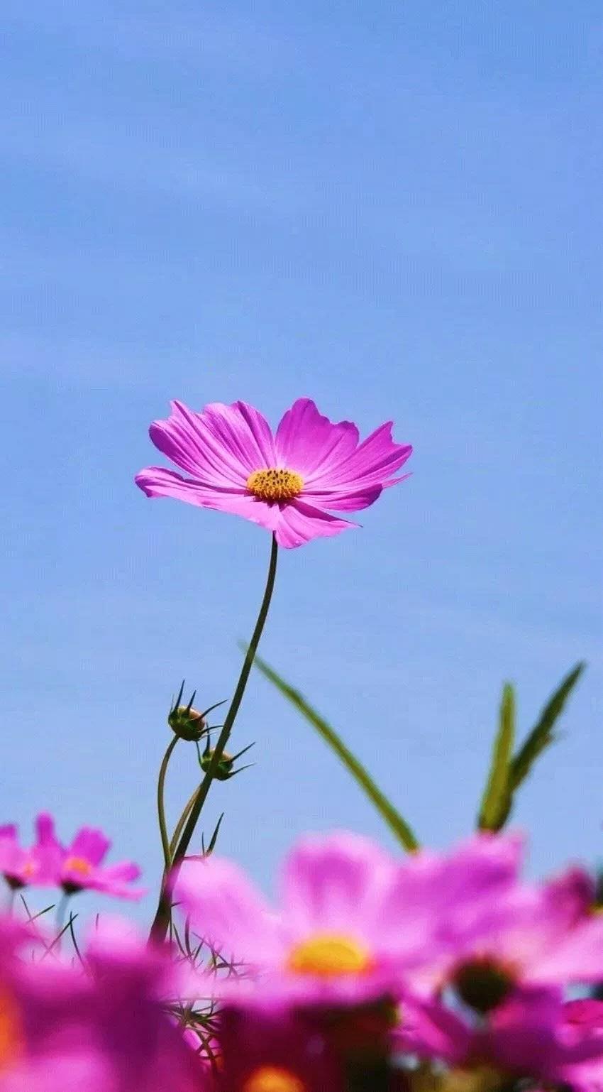 鲜花的粉丝有莺和蜜蜂
还有蝴蝶
垃圾堆的粉丝也不少
可都是老鼠、蚊蝇和跳蚤
配图
