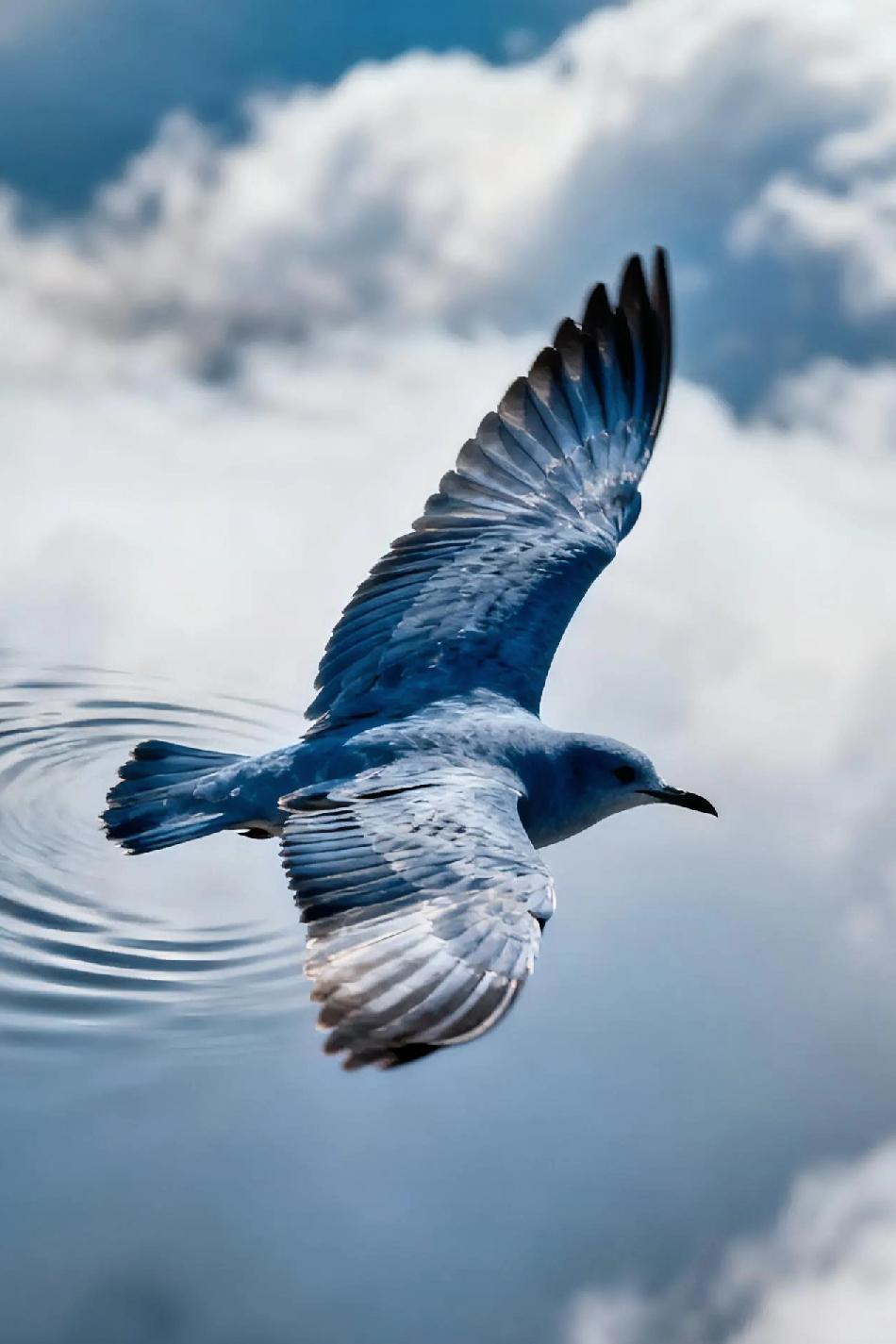 翱翔天际的蓝精灵，自由飞翔的美丽瞬间！🌈🐦