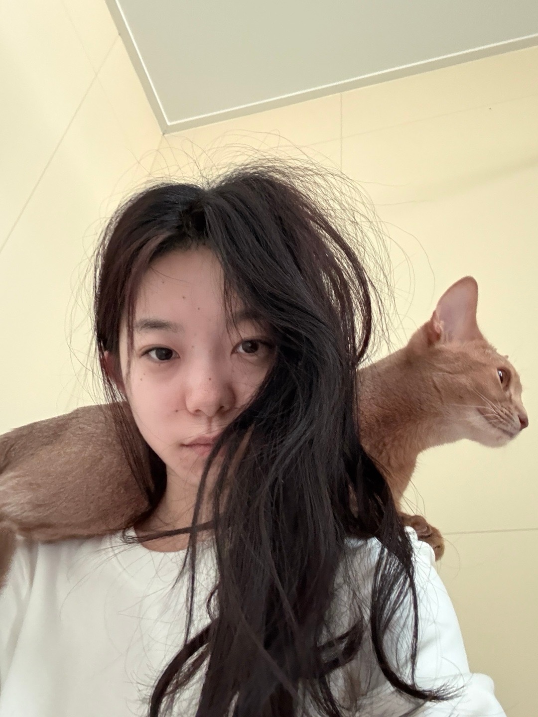 一只非常担心妈妈的陪厕猫猫🐱又买了有cd的专辑 这次的小卡更好看了等了好几个月