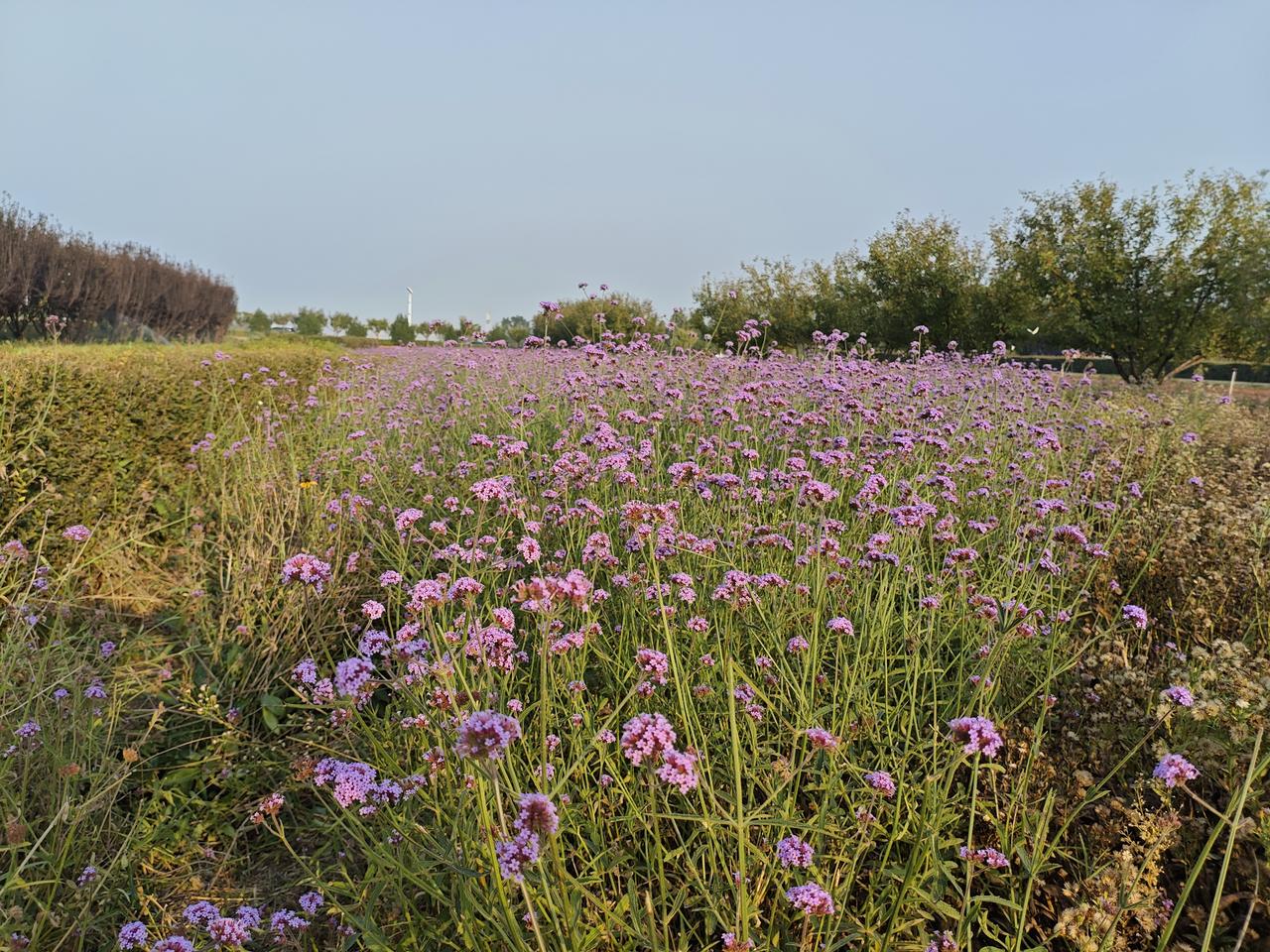 随手拍小紫花风景谁知道这是什么花？