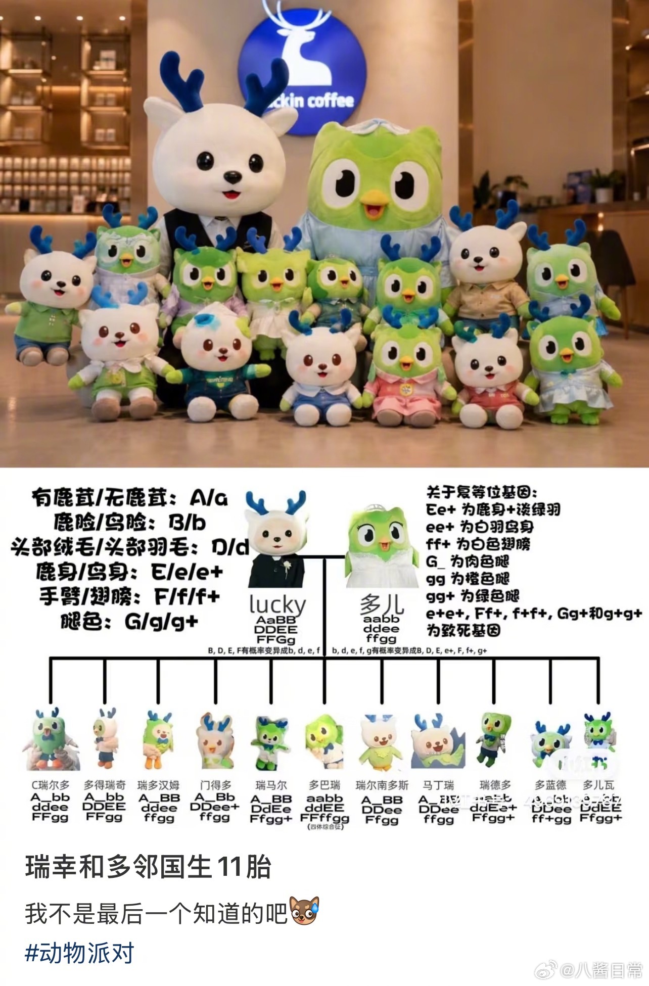 多邻国和瑞幸居然有11胎 