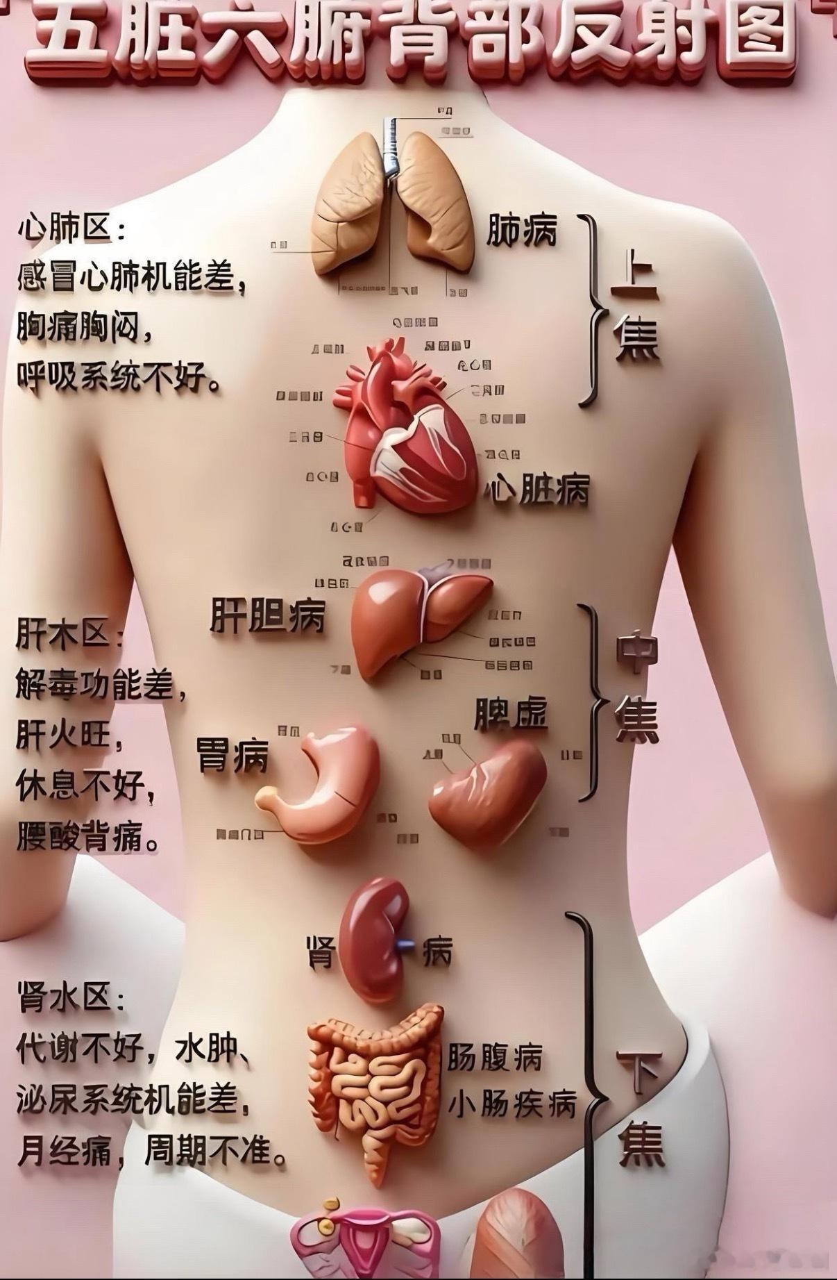 后背哪里疼，对应哪里不舒服一张图看懂五脏六腑反射区养生人直接收藏 