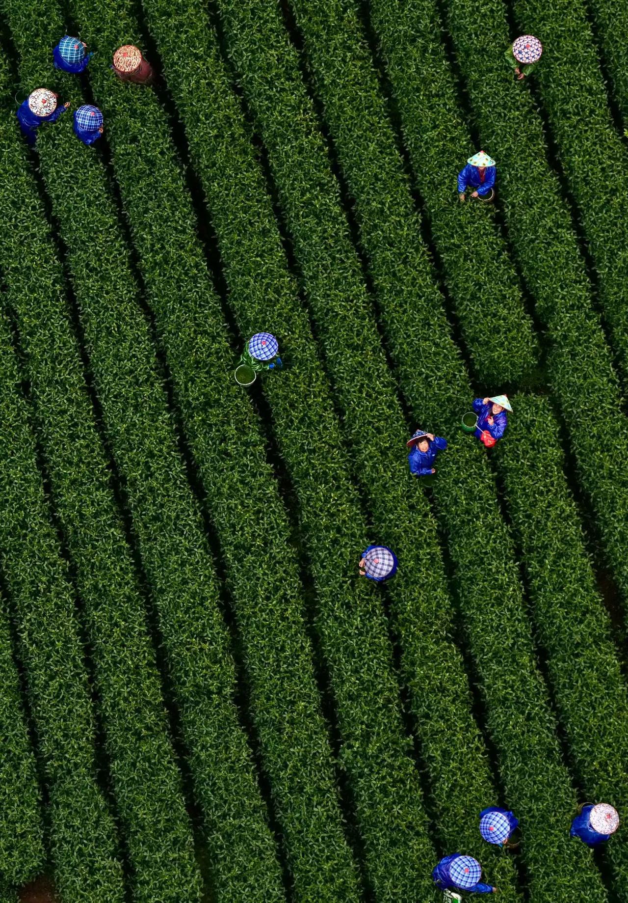 采茶女
她们（也偶见个别的“他” ）不是“采茶姑娘”，年龄基本上五十岁左右，主要