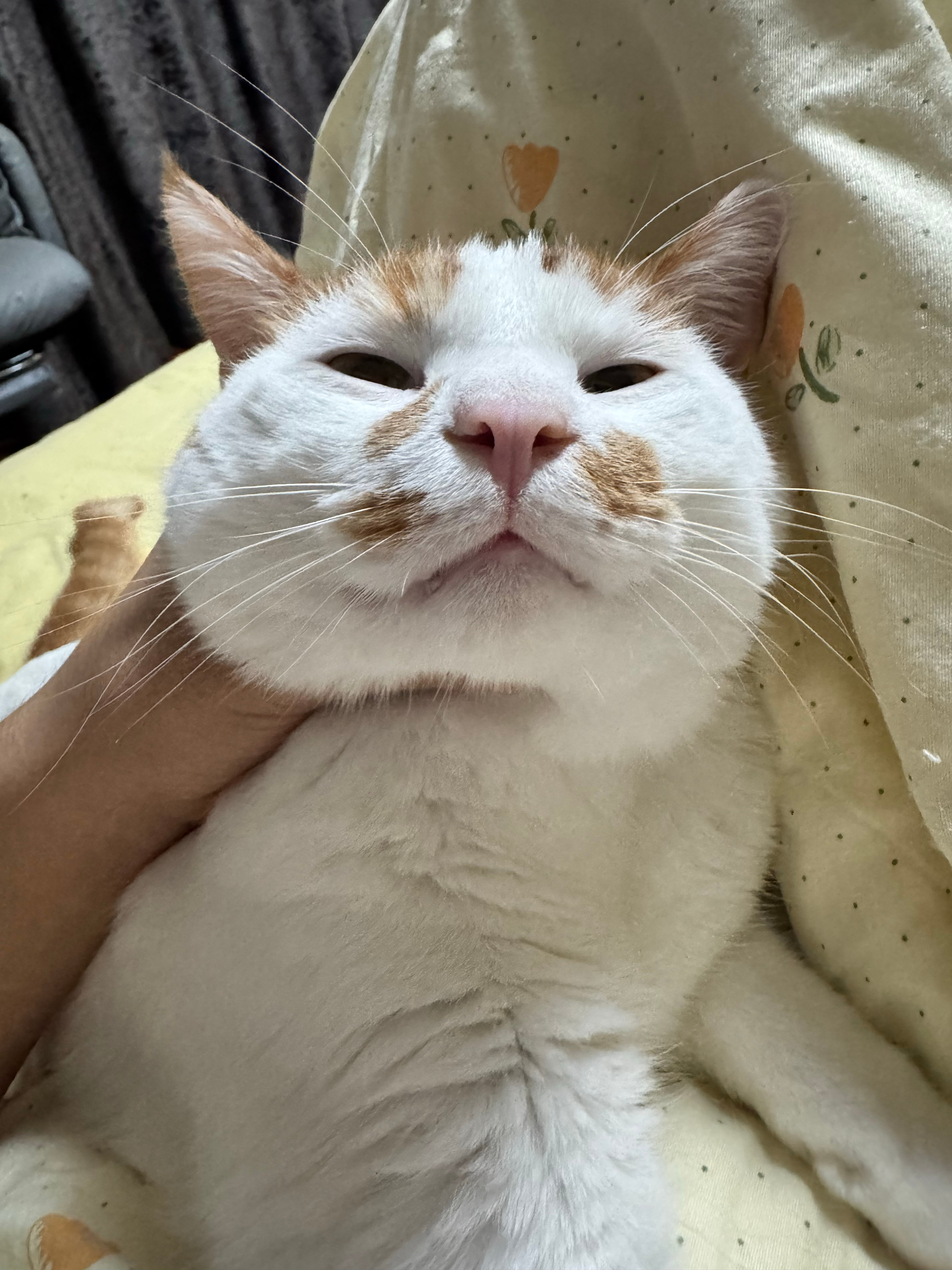 二楞来找我贴贴了因为汐妈不在屋里 ​​​